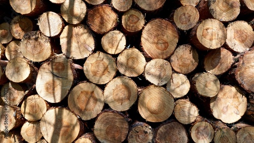 cut tree trunks wooden wallpaper  