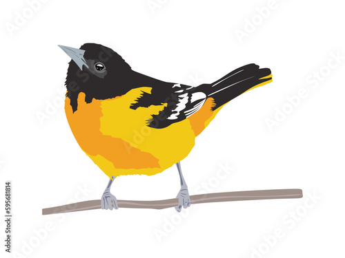 Baltimore oriole bird in flat illustration. Orange Songbird isolated on white background. Vector illustration