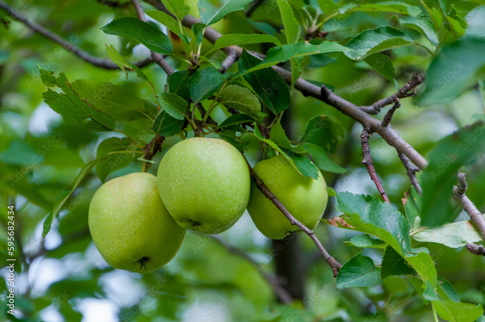 Green Apples Growing On A Wild Apple Tree In August