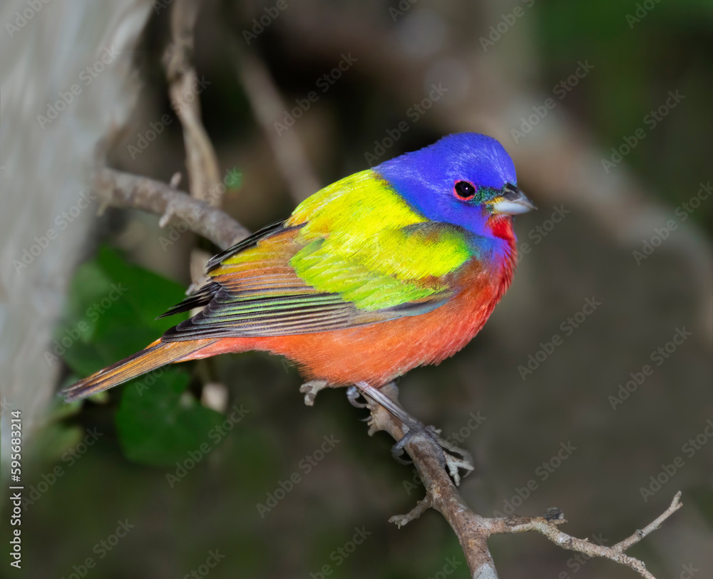Male Painted Bunting (Passerina ciris) during spring migration
