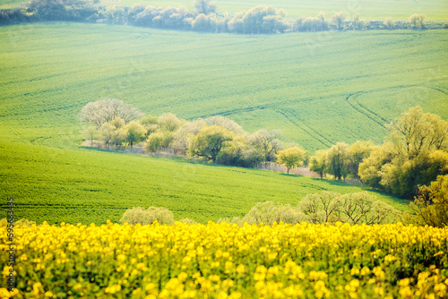 A wonderful hilly relief of the earth s surface with flowering rapeseed. South Moravia region  Czech Republic  Europe.