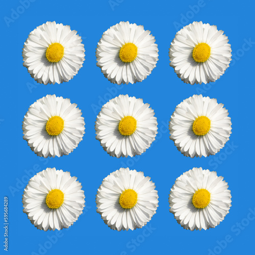 White Daisy  Chamomile Flower pattern on blue background.