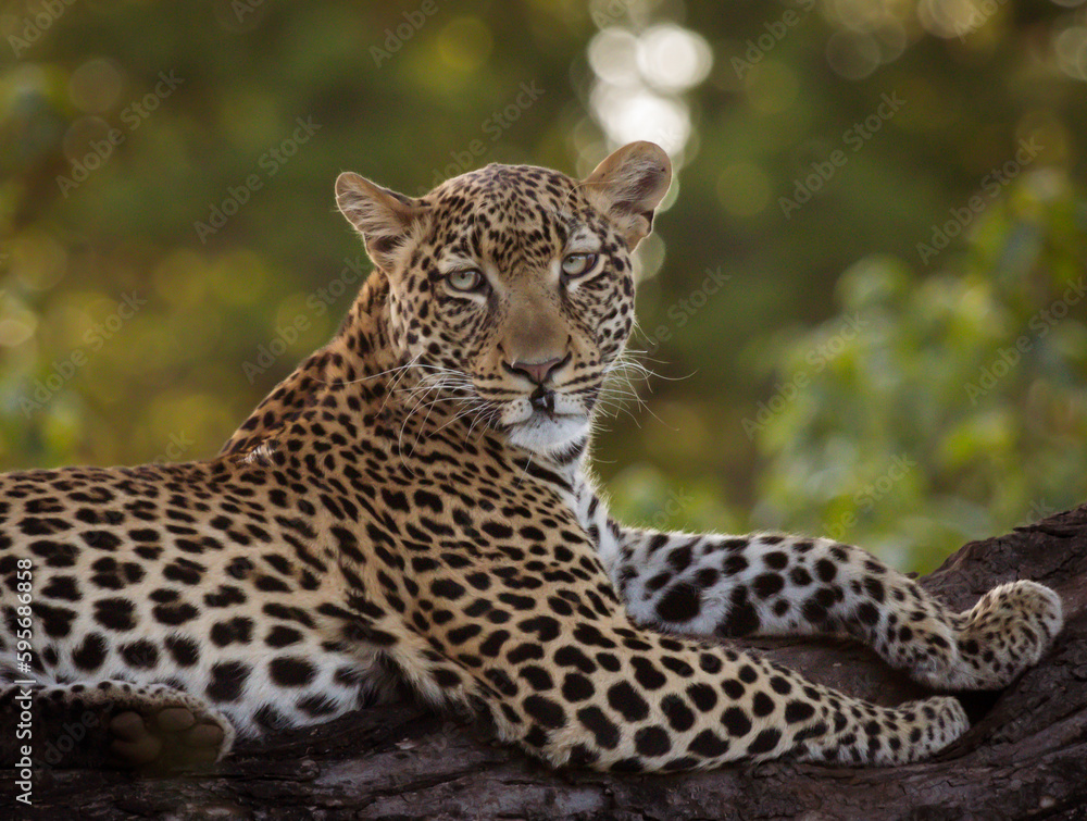 Naklejka premium leopard in the tree