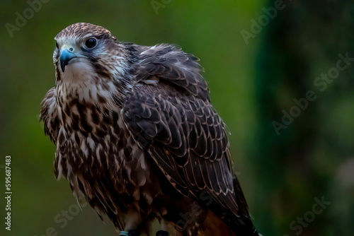Sacker Falcon In Its Natural Environment photo