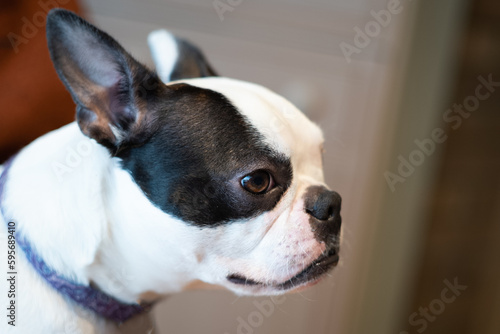 Boston Terrier dog portrait. Her face is in profile. © Christine Bird