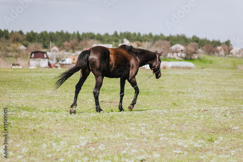 A beautiful brown horse, a stallion walks, grazes in a meadow with green grass in a pasture, nature in sunny weather. Animal photography, portrait, wildlife, countryside.