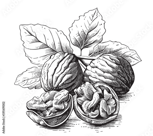 Walnuts on a branch sketch hand drawn in doodle style