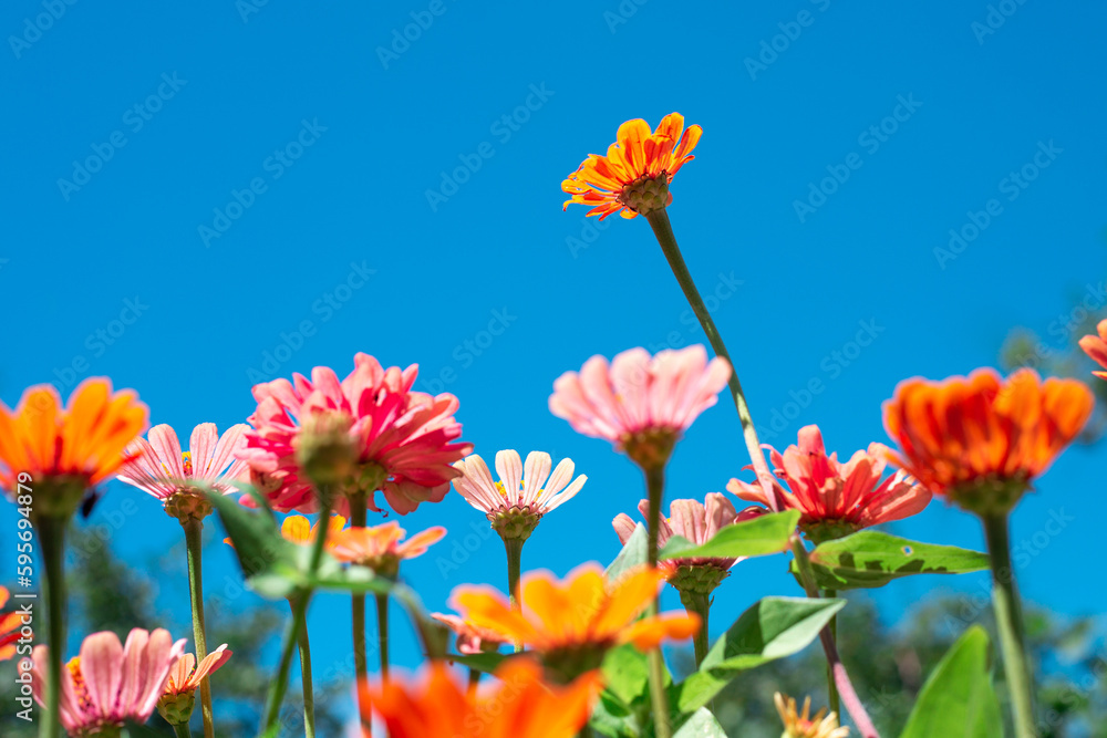 Yellow and orange flowers against the sky, low angle shot. Summer vertical floral background