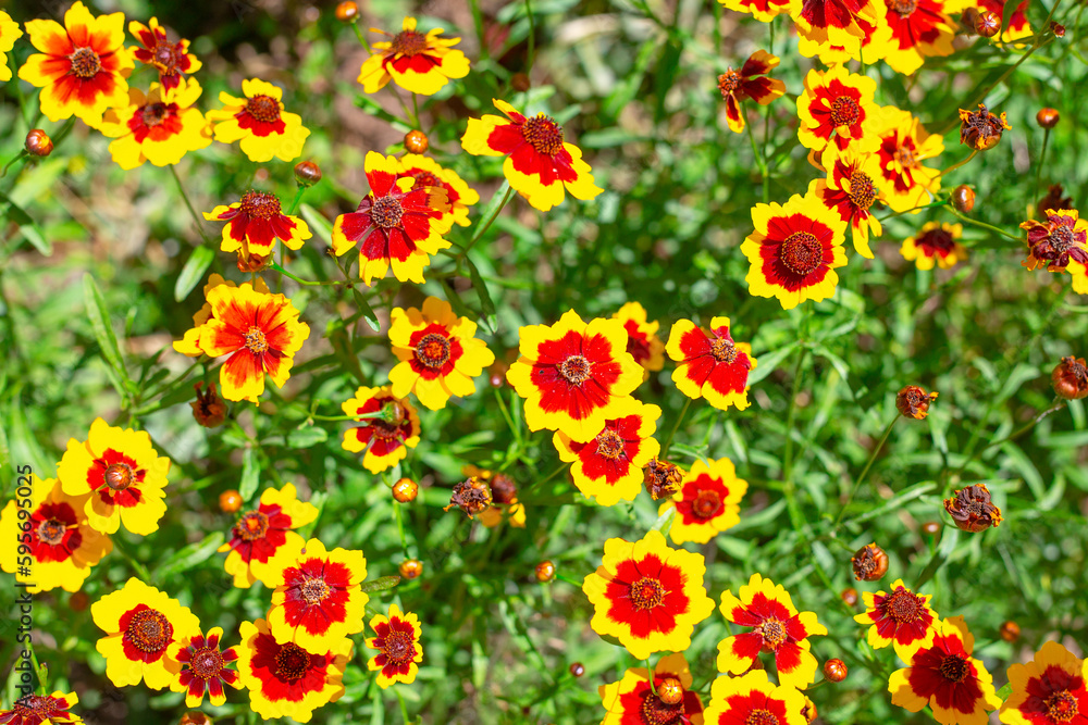 Bright yellow flowers with an orange centre. Blooming coreopsis in the garden, top view. Summer floral background