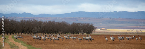 Cranes birds  Grullas  calling in harvested fields in autumn  Europe