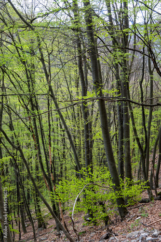 Beech Forest near village of Zasele at Balkan Mountains, Bulgaria