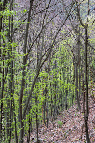 Beech Forest near village of Zasele at Balkan Mountains  Bulgaria