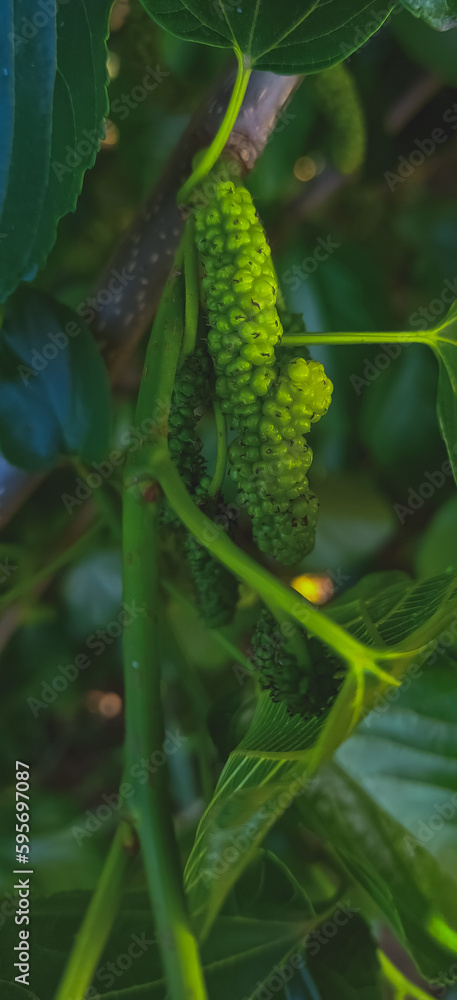 Obraz premium fern leaves