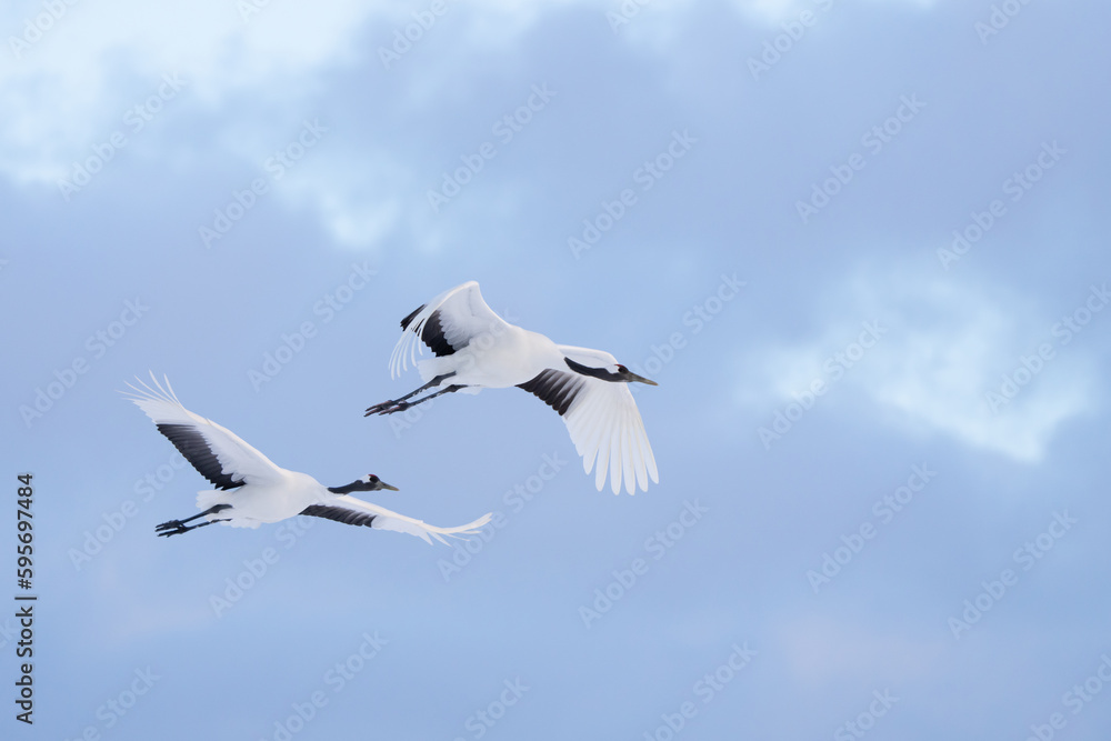Japanese Red-Crowned Cranes in Flight in Winter in Hokkaido Japan Japanese Red-Crowned Cranes in Flight in Winter in Hokkaido Japan