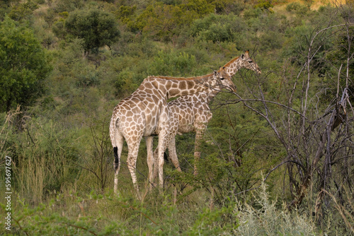 The giraffe is the tallest land-dwelling and largest ruminant mammal of all extinct species