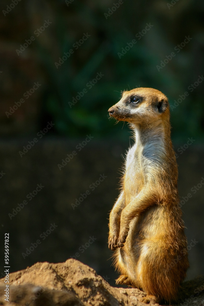 Fototapeta premium The meerkat is a colonial carnivorous mammal, 24 to 30 cm long, native to Africa.