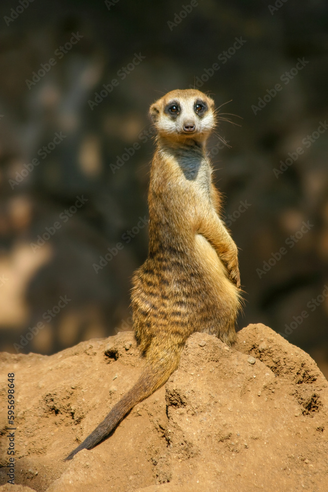 The meerkat is a colonial carnivorous mammal, 24 to 30 cm long, native to Africa. The meerkat is a colonial carnivorous mammal, 24 to 30 cm long, native to Africa.