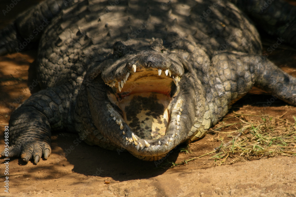 Crocodiles are a group of reptiles with bony scales that inhabit swamps