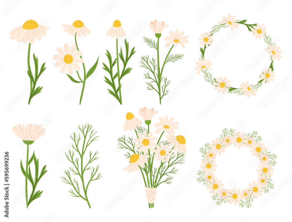 Set of Chamomile Flowers Plants, Frames, Wreaths and Blossoms Showcasing The Delicate Beauty Of Daisy-like Blooms