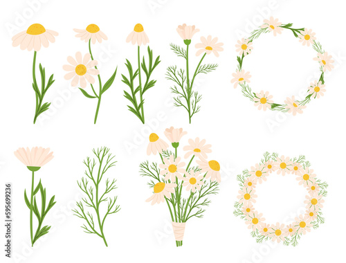 Set of Chamomile Flowers Plants, Frames, Wreaths and Blossoms Showcasing The Delicate Beauty Of Daisy-like Blooms