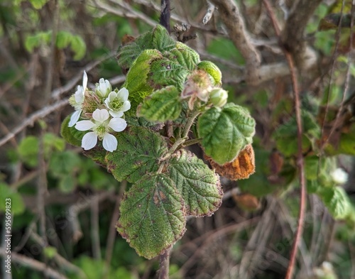 closeup of Pacific blackberry plant in Cowell-Purisima state beach trail