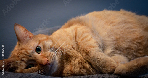 Orange Tabby Cat Pheline