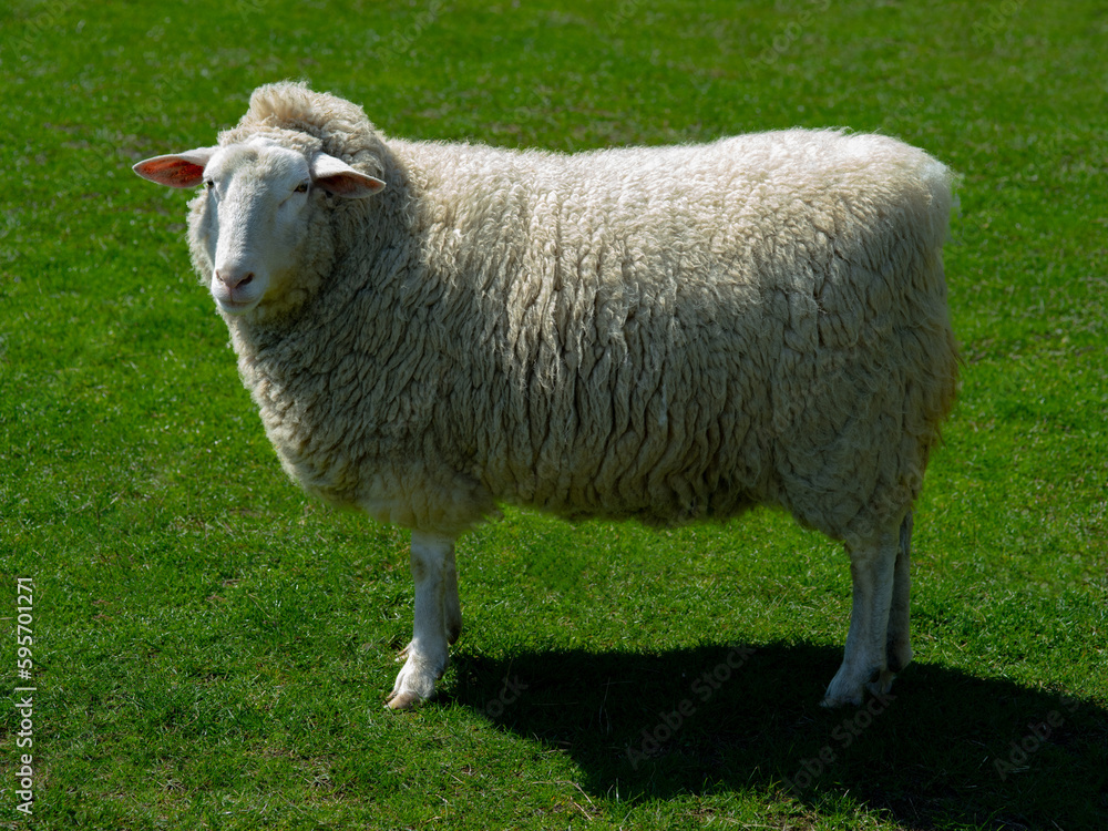 Fototapeta premium Big beautiful sheep standing on the green grass