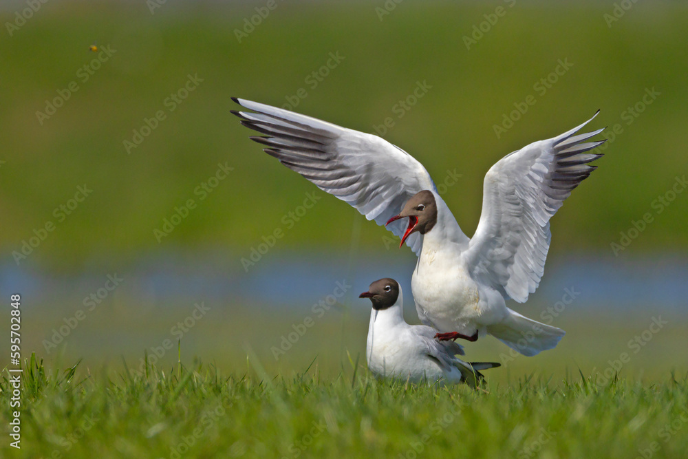 Mewa śmieszka, śmieszka (Chroicocephalus ridibundus) Mewa śmieszka, śmieszka (Chroicocephalus ridibundus)