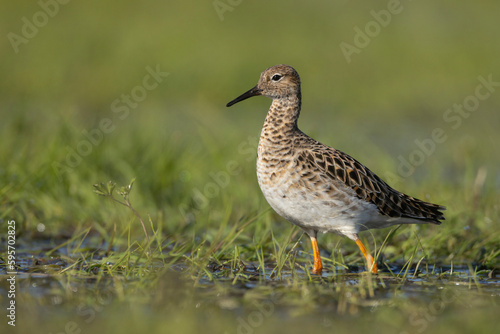 Batalion, bojownik batalion, bojownik zmienny, biegus bojownik, bojownik odmienny (Calidris pugnax) © Grzegorz