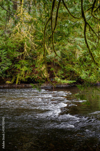 Moss grows on cedar branches hanging over a man made salmon spawning channel at Big Qualicum Hatchery, Vancouver Island, Canada