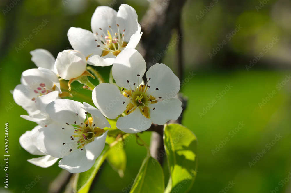 White flowers on the branches of trees in the spring