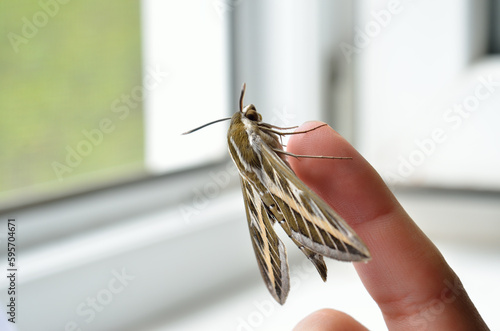 Big butterfly, bedstraw, hawk-moth on a human finger photo