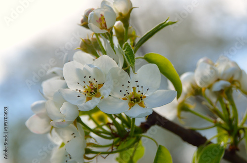 White flowers on the branches of trees in the spring