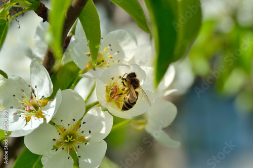 White flowers on the branches of trees in the spring