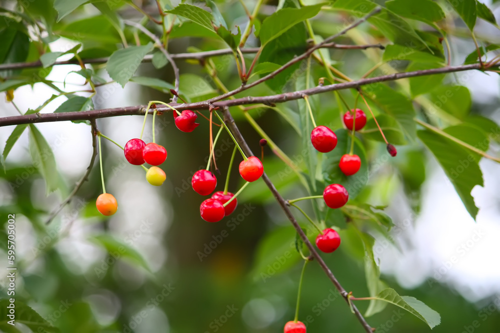 Obraz premium Branch with ripe red juicy cherries on a tree in a garden.
