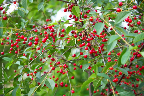 Branch with ripe red juicy cherries on a tree in a garden.