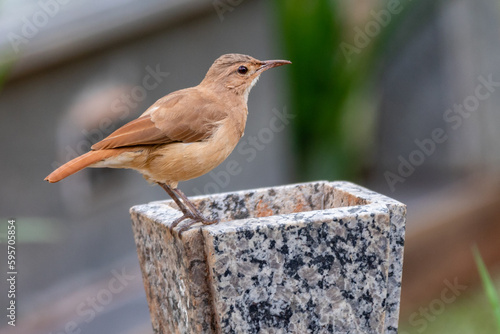 Traditional Brazilian bird known as 