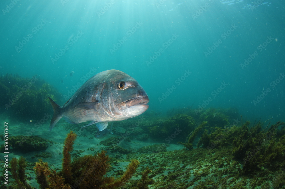Fototapeta premium Large Australasian snapper Pagrus auratus approaching camera. Location: Leigh New Zealand