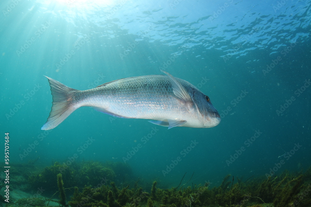 Fototapeta premium Large Australasian snapper Pagrus auratus leaving camera. Location: Leigh New Zealand