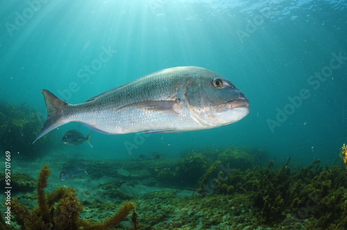 Large Australasian snapper Pagrus auratus passing by in front of camera. Location: Leigh New Zealand © Daniel Poloha