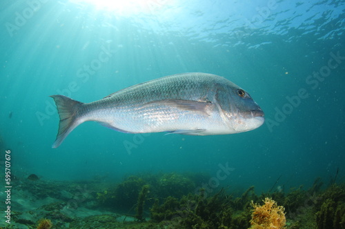 Large Australasian snapper Pagrus auratus turning in front of camera. Location: Leigh New Zealand