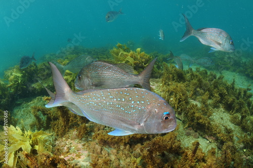 Australasian snappers Pagrus auratus swimming above flat seabed covered with brown seaweeds. Location: Leigh New Zealand