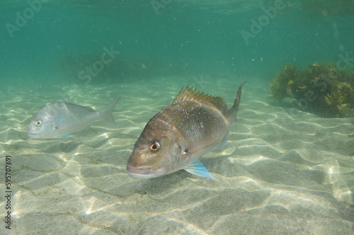 Australasian snapper Pagrus auratus with erected dorsal fin spines above white sandy sea floor. Location: Leigh New Zealand