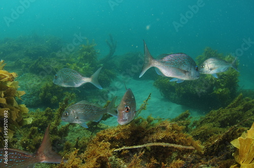 Australasian snappers Pagrus auratus swimming erratically above seaweeds covered sea floor. Location: Leigh New Zealand