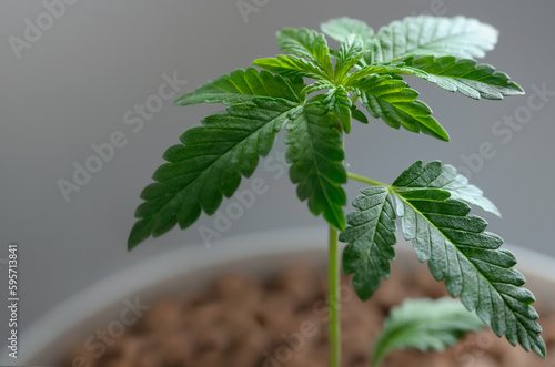 Young cannabis plants grow hydroponically. Growing marijuana. © Oleksandrum