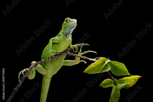 The juvenile Green Iguana on tree branch.