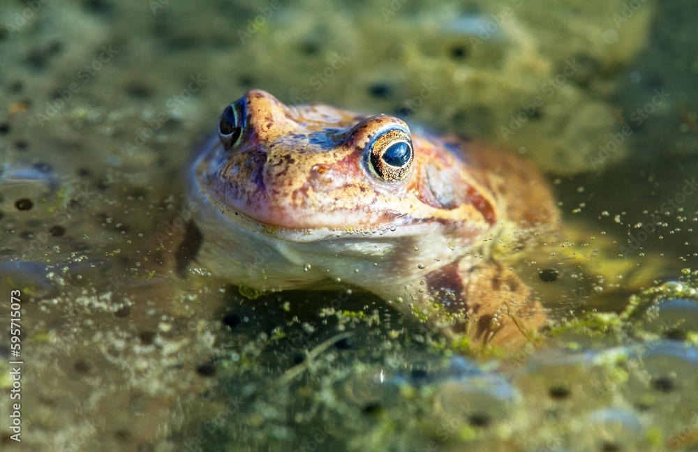 European Common brown Frog Rana temporaria with eggs European Common brown Frog Rana temporaria with eggs