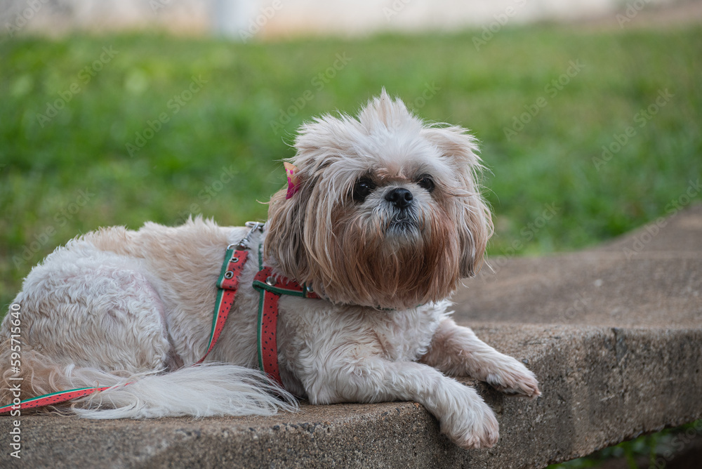 a Shitszu dog laying on a square city path. a Shitszu dog laying on a square city path.
