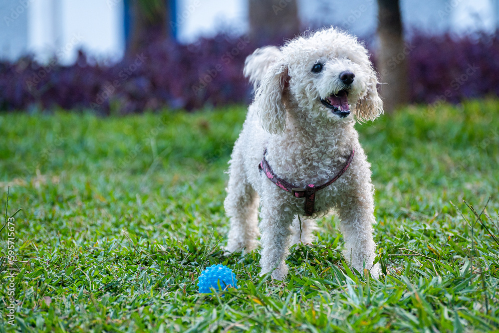 a poodle playing on the grass in a downtown square