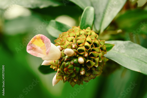 Costus afer Spiral Gingeris a perennial, rhizomatous herb Africa photo